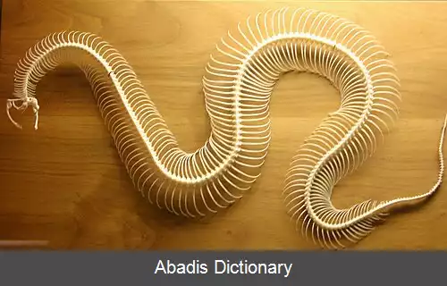 عکس استخوان بندی مار