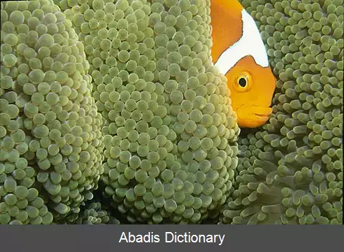 عکس دلقک ماهی صورتی