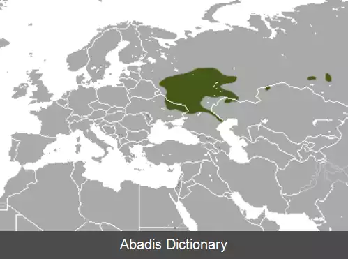 عکس مشک موش روسی