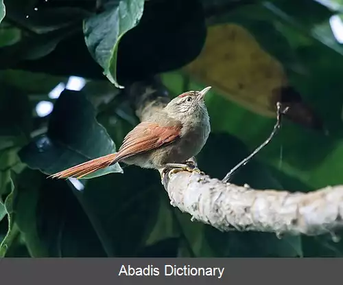 عکس دم تیزک کلاه راه راه