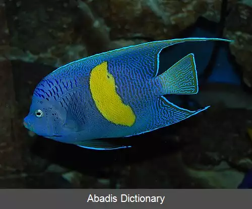 عکس فرشته ماهی زردنشان