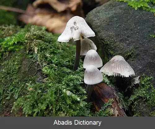 عکس کلاه پارچه ای فرشته