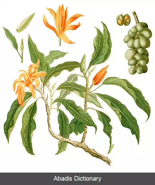 عکس چامپاک