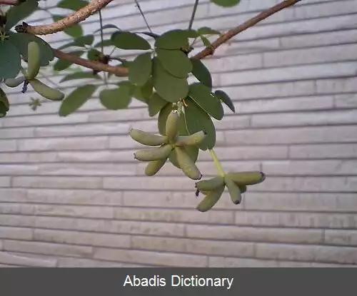 عکس آکبیا (میوه)