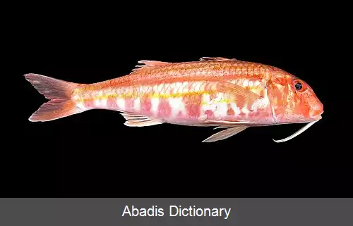 عکس بزماهی سرخ پلنگی