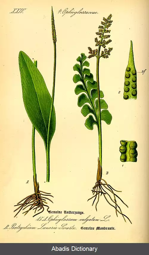 عکس برهنه ساقداران