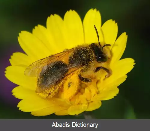 عکس زنبورهای کاونده