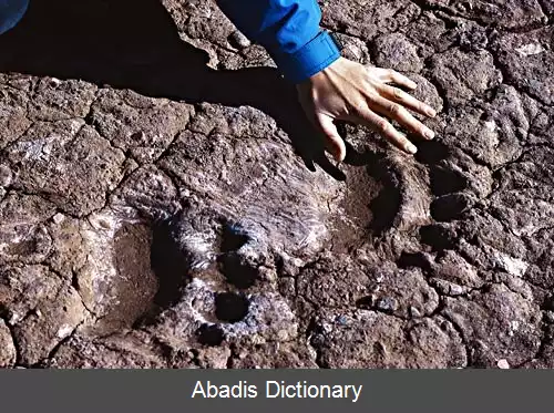 عکس رد پینه پا