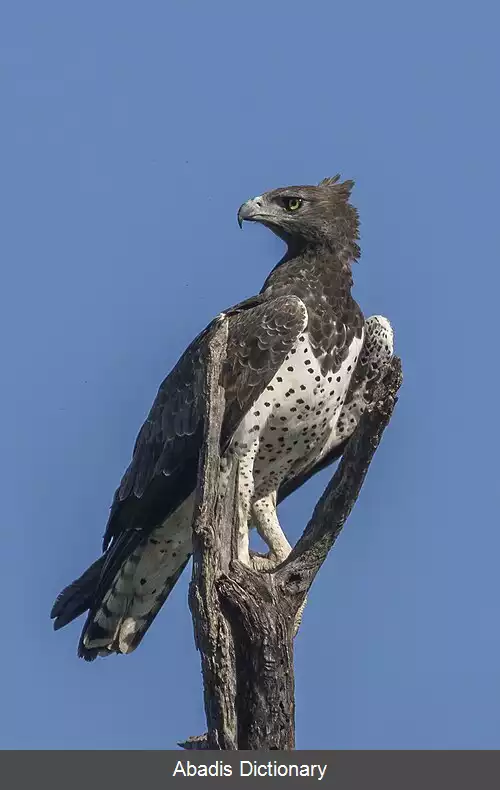 عکس عقاب جنگی