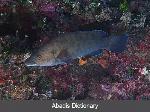 عکس زمردماهی ریختان