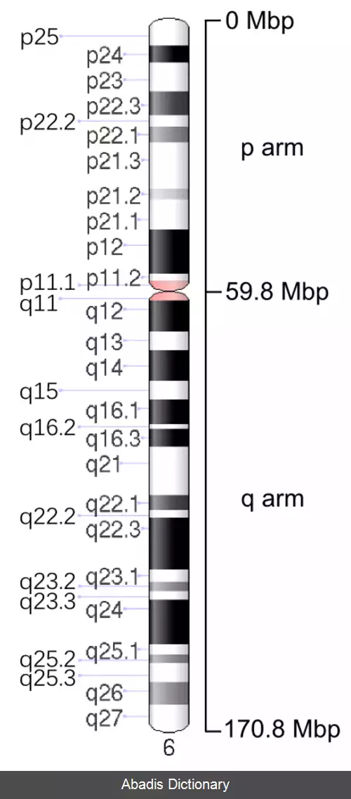 عکس کروموزوم ۶ (انسان)