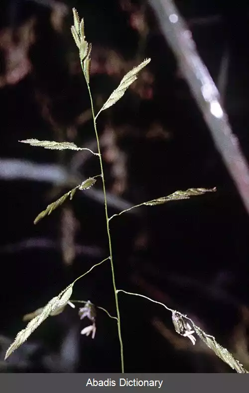 عکس برنجی چمن