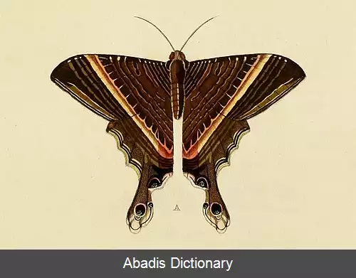 عکس دم چلچله ای های آمریکایی