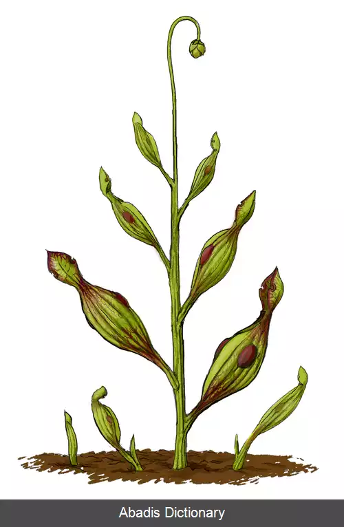 عکس کهن کوزه