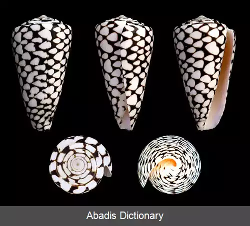 عکس قیفی بی الگو