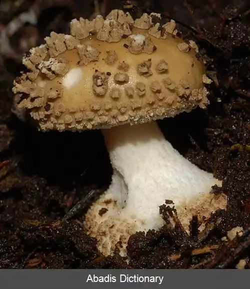 عکس قارچ استرالیایی