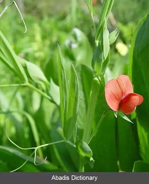 عکس خلر نخودی