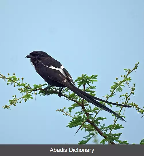 عکس سنگ چشم زاغی