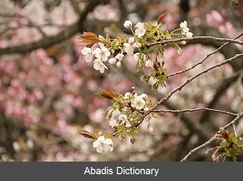عکس سوروگادای نیوی