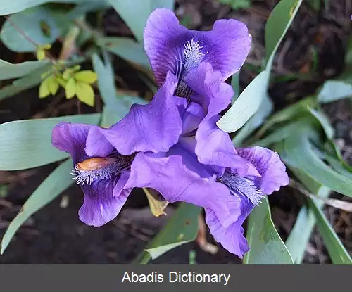 عکس زنبق کوتوله