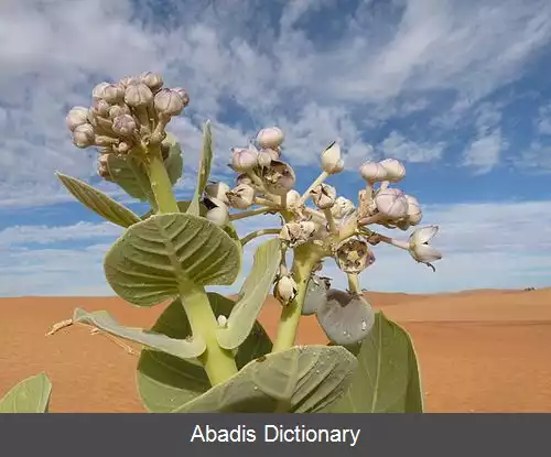 عکس استان ادرار (موریتانی)