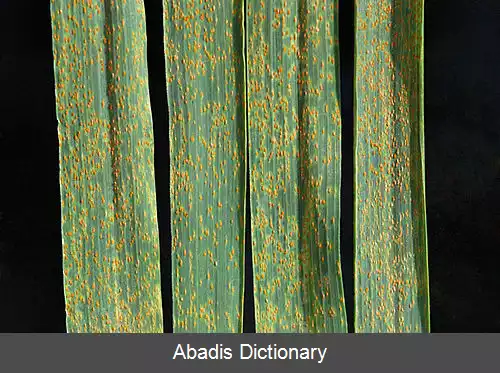 عکس زنگ برگی گندم