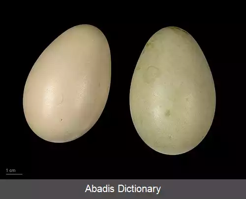 عکس اردک خال دار عینکی