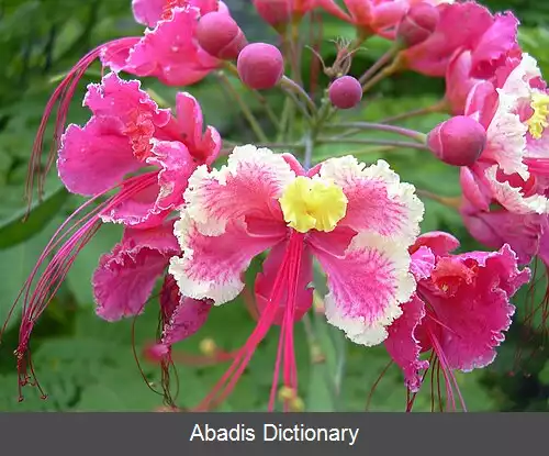 عکس ابریشم مصری (سرده)