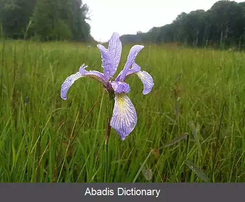 عکس زنبق دانه حبه ای