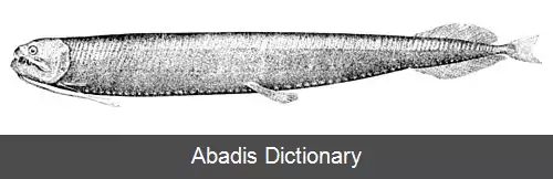 عکس زره دهان ها