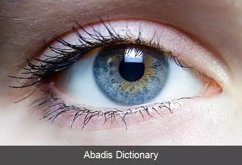 عکس فرگشت انسانی نوین