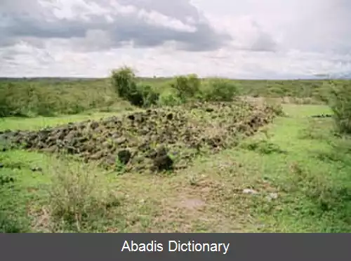 عکس رد سنگواره ای