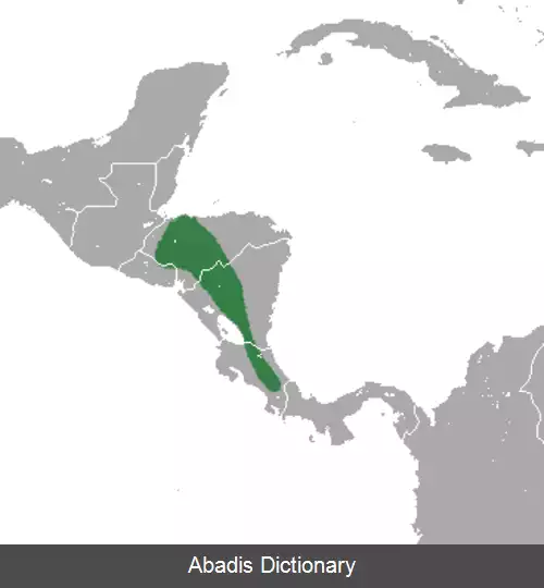 عکس حشره خوار کوچک آمریکای مرکزی