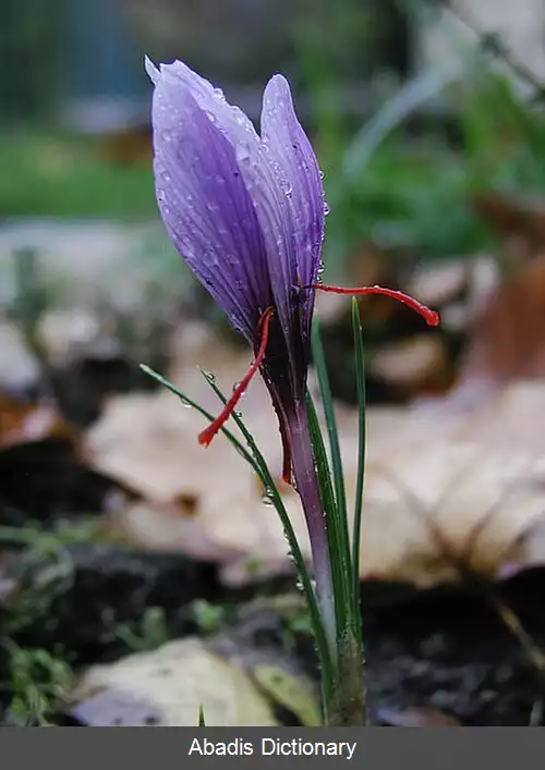عکس زعفران (گیاه)
