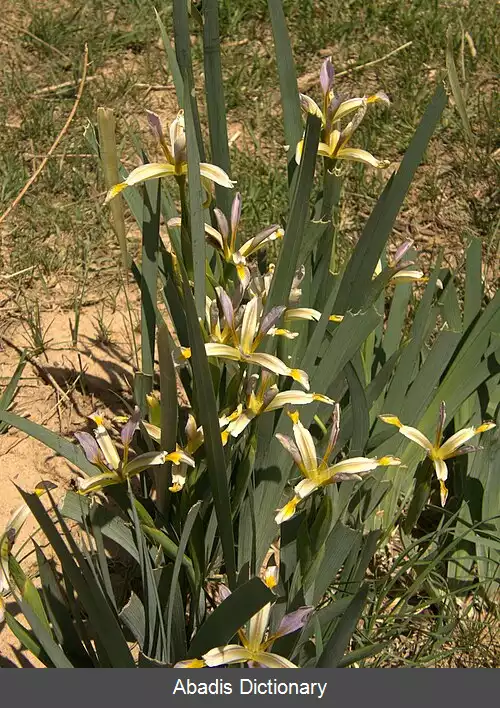 عکس زنبق پیردختر