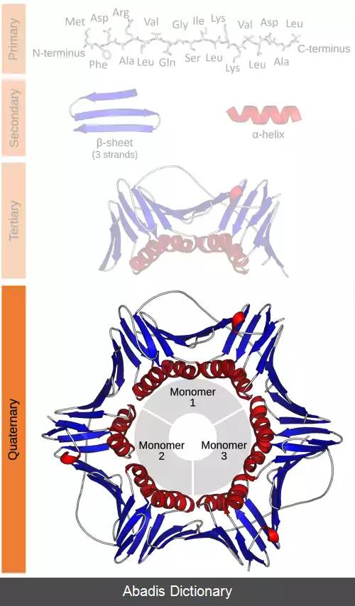 عکس ساختار چهارم پروتئین