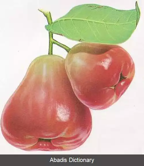 عکس سیب شمعی