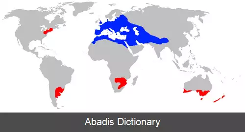 عکس زنبور بی عسل اروپایی