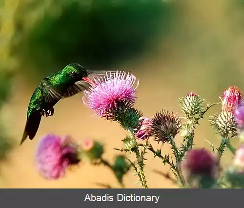عکس زمردی شکم تابان