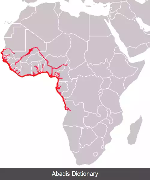 عکس گاو دریایی آفریقایی