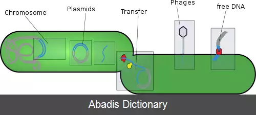عکس عناصر متحرک ژنتیکی