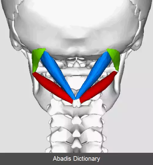 عکس سه گوش زیرپس سری