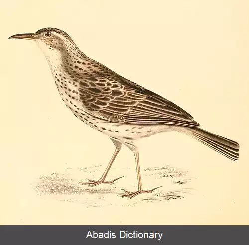 عکس چکاوک نوک دراز دماغه