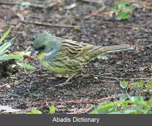 عکس زردپره رخ سیاه