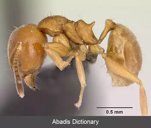 عکس فهرست زیرتیره های مورچه ها