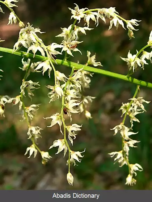 عکس زنگ پرپر