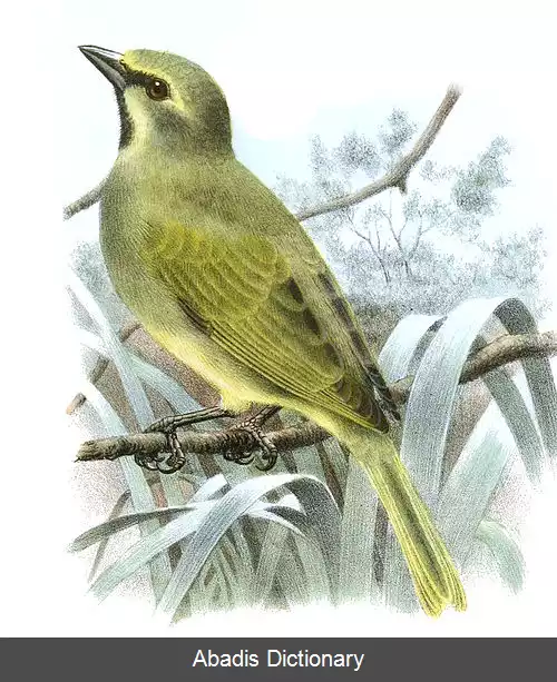 عکس سهره گاف