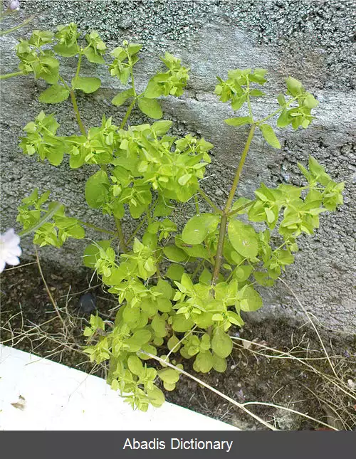 عکس فرفیون زگیل دار