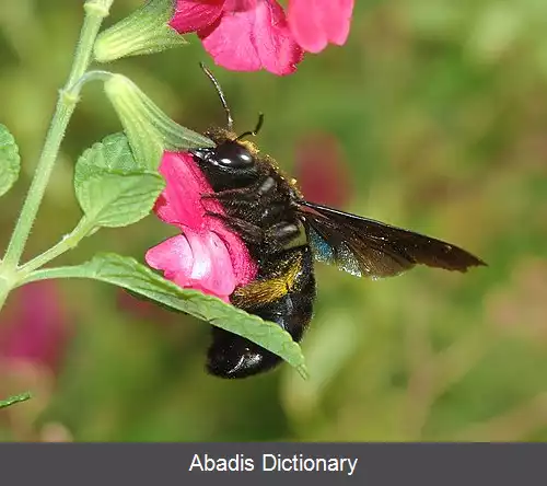 عکس زنبور درودگر