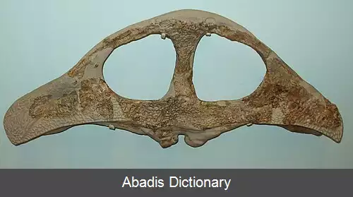عکس اریب جناغی